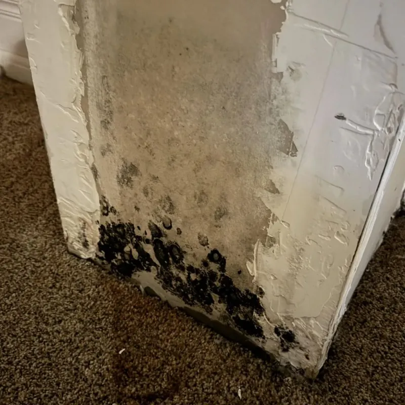 Professional Mold Removal in Black River Falls, WI